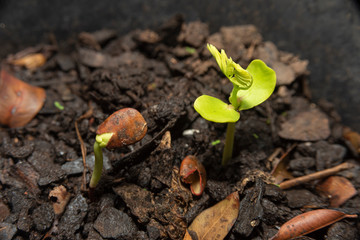 birth of a child flamboiam seed