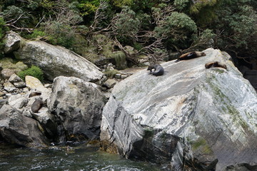 Naklejka na ściany i meble Seals resting on a rock in Milford Sound