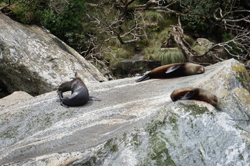 Seals resting on a rock in Milford Sound