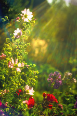 Fototapety na wymiar - Fototapeta24.pl