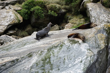 Seals resting on a rock in Milford Sound