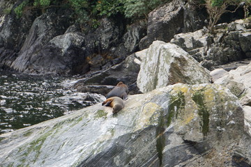 Fototapeta na wymiar Seals resting on a rock in Milford Sound