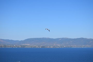 Fototapeta na wymiar Seagull flying in the sky over the sea