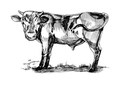 Big young bull. Cow. Drawing by hand in vintage style. Meat, beef. Farm products.