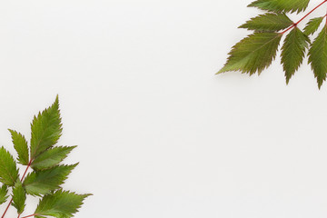 Minimal style photography. Green leaves on white background ,natural creative composition top view background with copy space for your text. Flat lay.