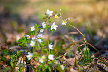 Spring flower close-up. Isopyrum thalictroides.
