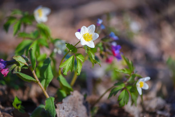 Anemone sylvestris. First spring flowers