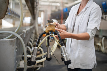 Unrecognizable woman on diary farm, milking technology in agriculture industry.