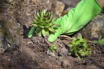 Gardener planting sempervivum plant in the garden. Spring garden works concept