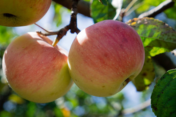 Ripe apples with red sides on a branch in a sunny garden on a background of blue sky