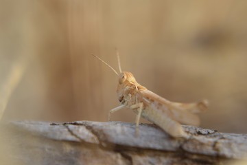 Locusta migratoria Orthoptera-Acrididae grasshopper locust