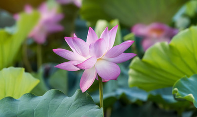 Fototapeta premium lotus flower blooming in summer pond with green leaves as background