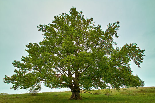 Hainbuche