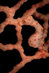 Denise's pygmy seahorse (Hippocampus denise). Underwater macro photography from Romblon, Philippines