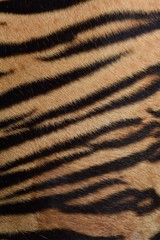 Fur of the Bengal tiger, 2 years old