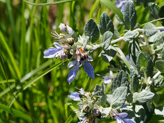 Eine Strauchige Gamander-Blume, die von einer Hummel besucht wird, die von ihrem Nektar angezogen wird