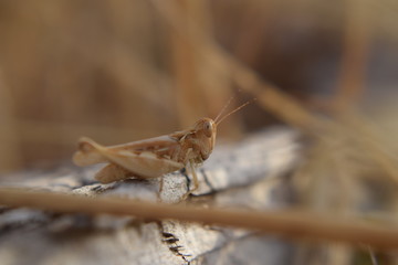 Locusta migratoria Orthoptera-Acrididae grasshopper locust