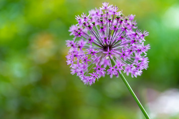 spring flowering, a beautiful onion bud