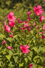 Fototapeta na wymiar pink roses in garden