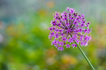 spring flowering, a beautiful onion bud