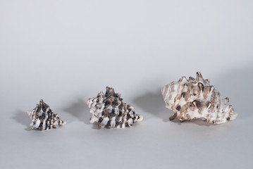 three sea shells on white background