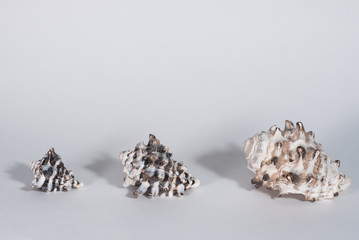 three sea shells on white background