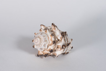 sea shell on white background