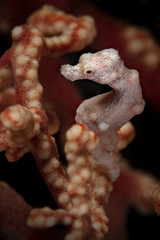 Denise's pygmy seahorse (Hippocampus denise). Underwater macro photography from Romblon, Philippines
