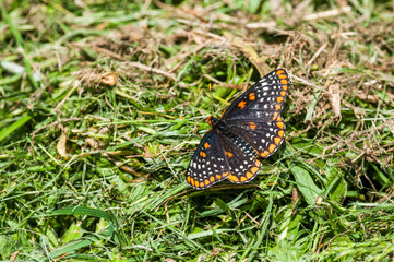 Baltimore Checkerspot