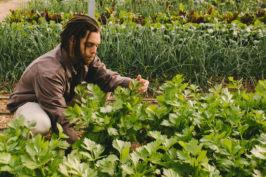 Young adult working in greenhouse picking fresh organic celery from field - Powered by Adobe