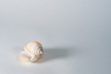 sea shell on white background
