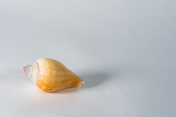 sea shell on white background