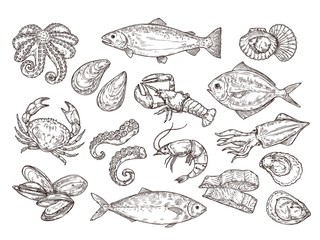 Seafood sketch. Vintage fish, drawing food. Delicious shrimp, shell squid. Sea cuisine, grilled crab calamari. Fresh raw market vector set. Seafood ocean, fish shrimp, shellfish mollusk illustration