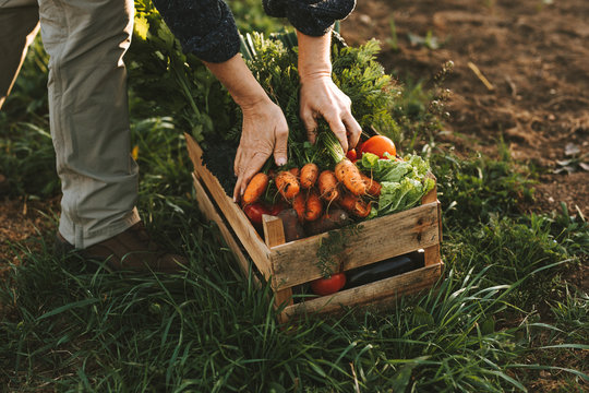 Close-up of woman packing wooden box with freshly picked vegetebles on field