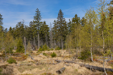 Forest in Stolowe Mountains National Park in Kudowa-Zdroj, Poland. A popular destination for trips in Poland.