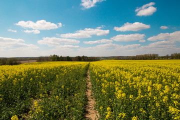 Bright colorful yellow flowers on rapeseed, field, greeen grass, blue sky and white clouds. Scenery landscape and pleasant sunny weather. Agriculture industry view