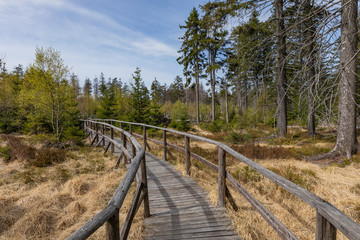 Fototapeta na wymiar Forest in Stolowe Mountains National Park in Kudowa-Zdroj, Poland. A popular destination for trips in Poland.