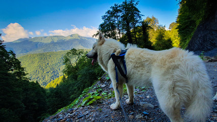 A young husky dog named Thor. © David