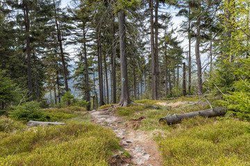 Forest in Stolowe Mountains National Park in Kudowa-Zdroj, Poland. A popular destination for trips in Poland.