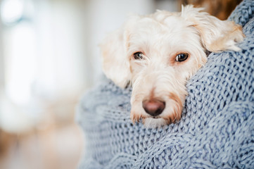 Close-up of unrecognizable woman holding dog indoors at home.