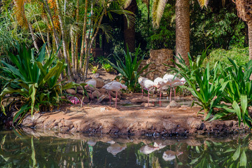 Flamingo a wading bird standing in the water. La Lajita, Fuerteventura, Canary, Spain. October 2019