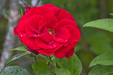 Rose rouge