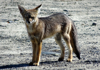 A cute desert fox on the way to Base de las Torres in Torres del Paine National Park in Chile, Patagonia