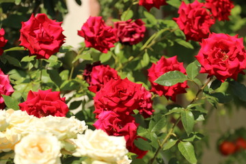 Fototapeta premium bouquet of roses