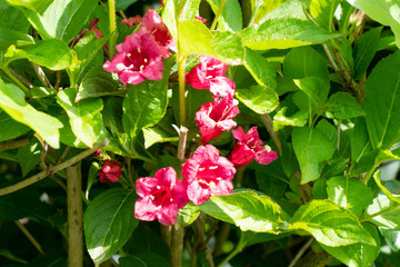 Rosa - pink Blüten im Mai