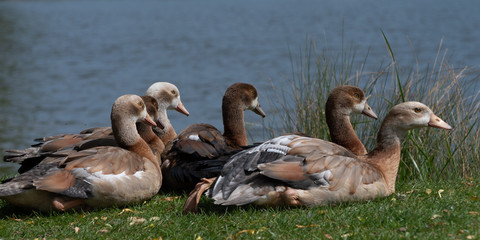 A group of mature egyptian goslings