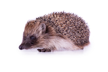 Cute wild European Hedgehog Isolated on White Background.