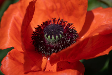 Closeup of a poppy head and petals