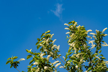 Inflorescences of white flowers on branches Prunus padus Siberian beauty on background of blue sky. Selective focus. Blooming Prunus padus, known as bird cherry, hackberry, hagberry, or Mayday tree.