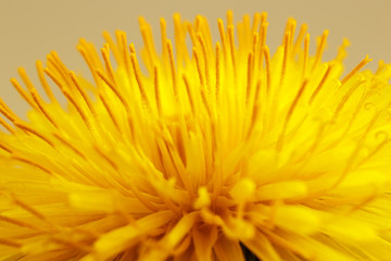 Dandelion flower head. Macro photo.